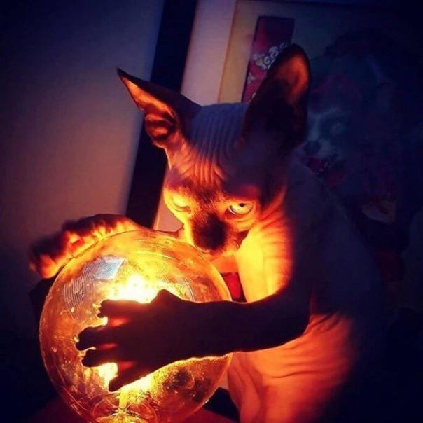 котиг.jpg