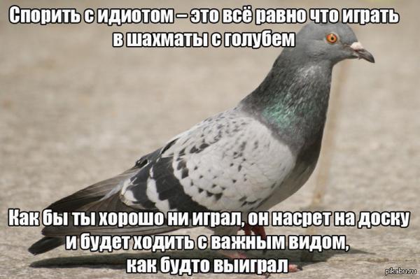 голуби они такие 