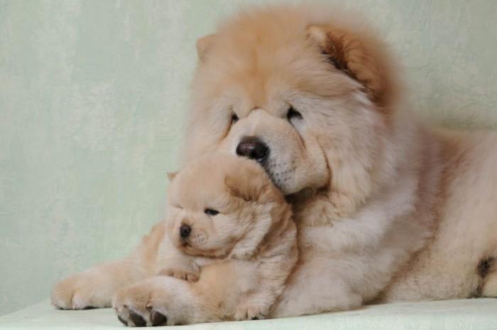Чау-чау - щенок с мамой