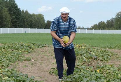 Картинки по запросу лукашенко совещание в поле фото