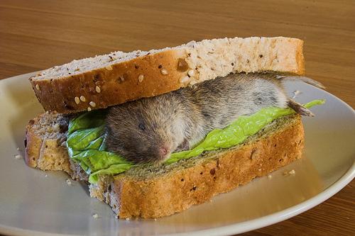 Image result for mouse in sandwich pictures