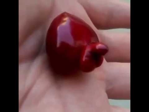 Картинки по запросу черешня с членом\