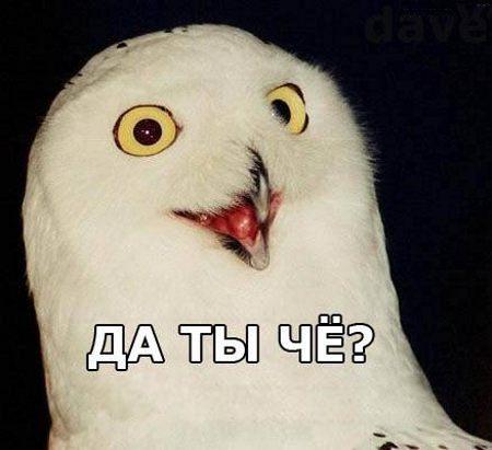 Картинки по запросу да ты что