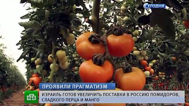 Израильские овощи и фрукты поставляемые в Россию Ближний восток, Израиль, Как кормить, Россия, Длиннопост
