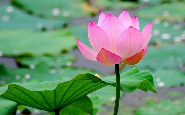 Картинки по запросу thailand lotus