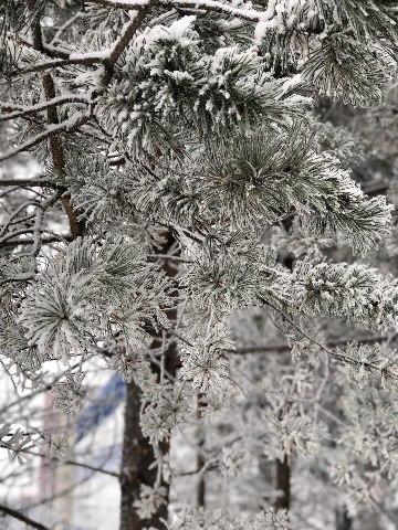 Image Hosted by PiXS.ru