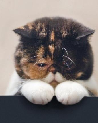 Image Hosted by PiXS.ru