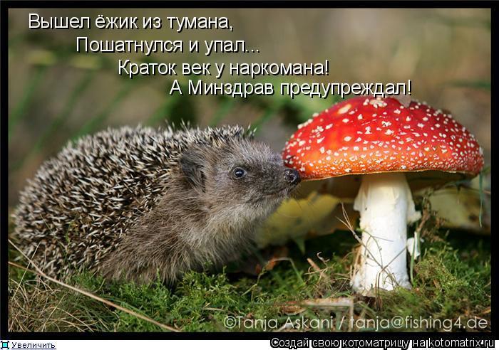 Картинки по запросу ежик алкаш