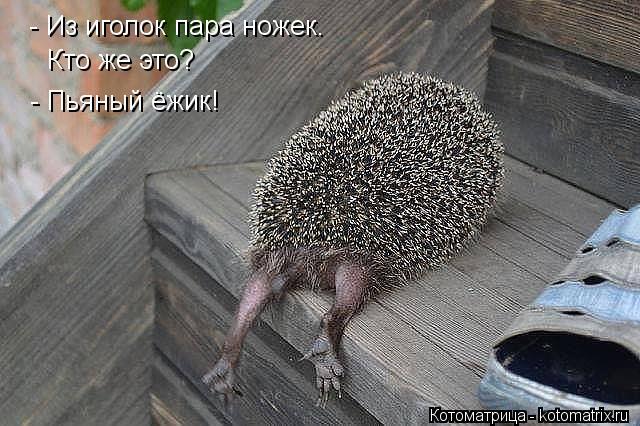 Картинки по запросу ежик алкаш