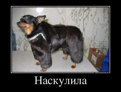 Картинки по запросу собака в норковой шубе