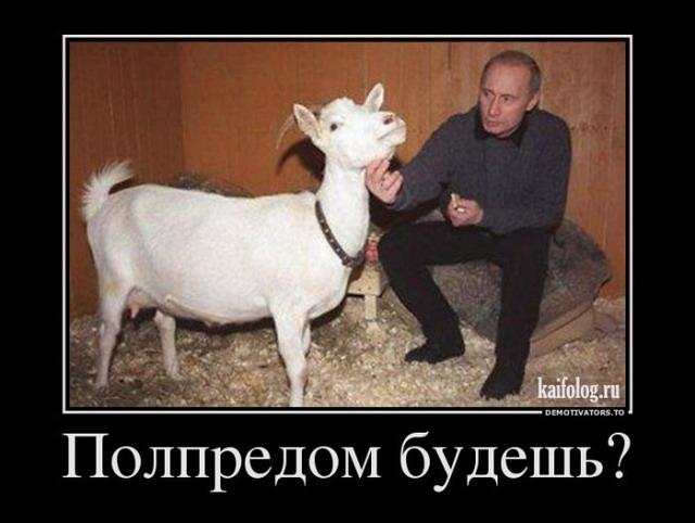 Картинки по запросу демотиватор Путина вылечат