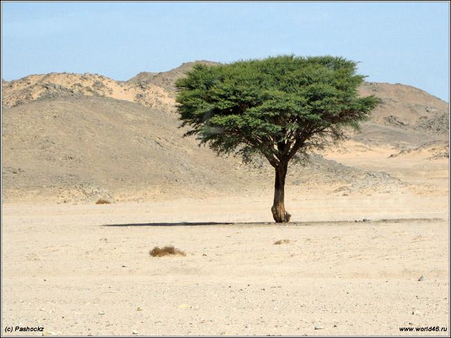 Картинки по запросу дерево в пустыне