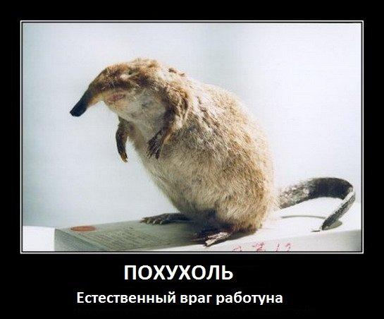 Картинки по запросу работун