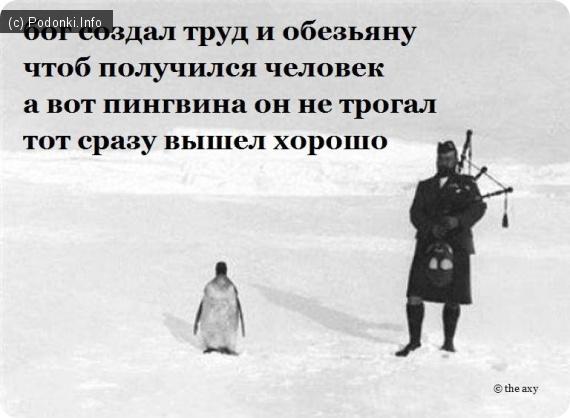 Картинки по запросу вертолёт над пингвинами