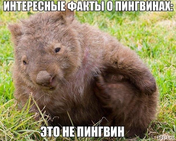 Картинки по запросу пингвин прикол