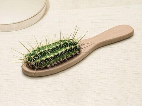 cactus-brush