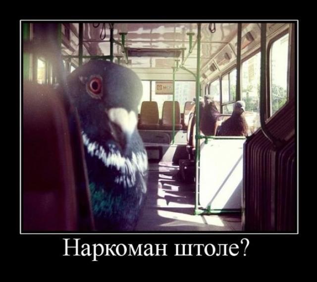 Изображение - savepic.net — сервис хранения изображений
