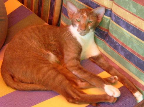 Image result for oriental cats pictures