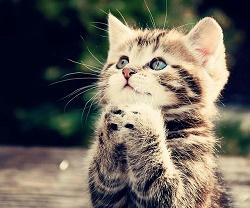 Изображение - savepic.net — сервис хранения изображений