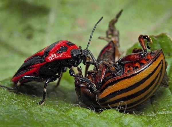 Изображение - savepic.ru — сервис хранения изображений