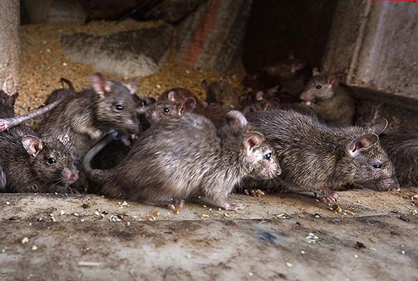 Одна из возможных причин переплетания хвостов у крыс - постоянное пребывание в условиях грязи.