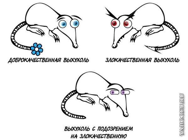 Картинки по запросу похухоль