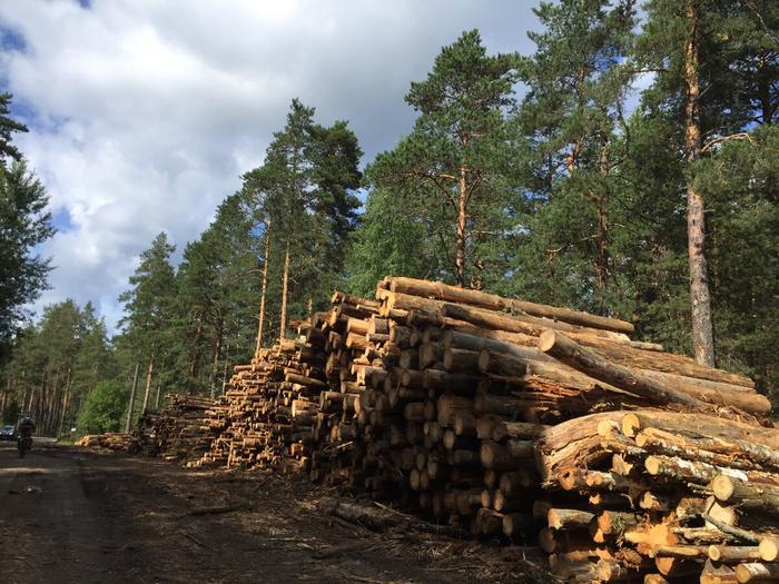 Беспощадная вырубка российских лесов