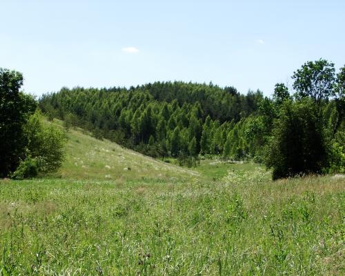 какие дикие животные обитают в белгородской области. Смотреть фото какие дикие животные обитают в белгородской области. Смотреть картинку какие дикие животные обитают в белгородской области. Картинка про какие дикие животные обитают в белгородской области. Фото какие дикие животные обитают в белгородской области