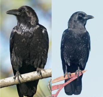 Серая ворона самец и самка отличия фото