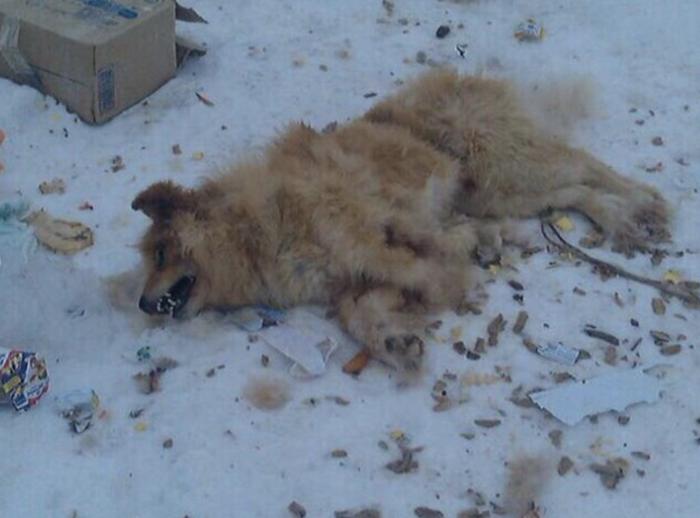 В Югре появились догхантеры, убивающие всех собак подряд