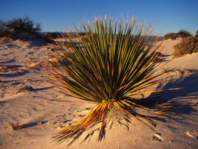 какое растение можно встретить в пустыне