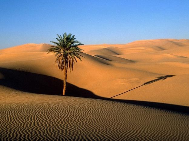 какое растение можно встретить в пустыне