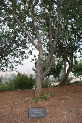 tree.jpg