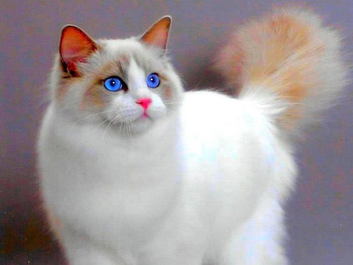 Лучшие афоризмы про кошек (по мнению самих кошек ☻) Лучшие афоризмы про кошек (по мнению самих кошек ☻)