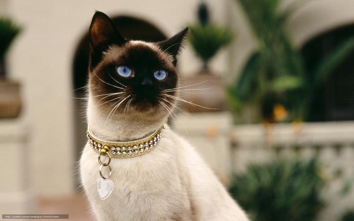 Лучшие афоризмы про кошек (по мнению самих кошек ☻) Лучшие афоризмы про кошек (по мнению самих кошек ☻)