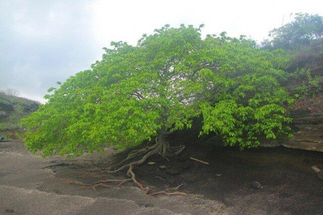 какое дерево согласно книге рекордов гиннеса считается самым опасным деревом в мире