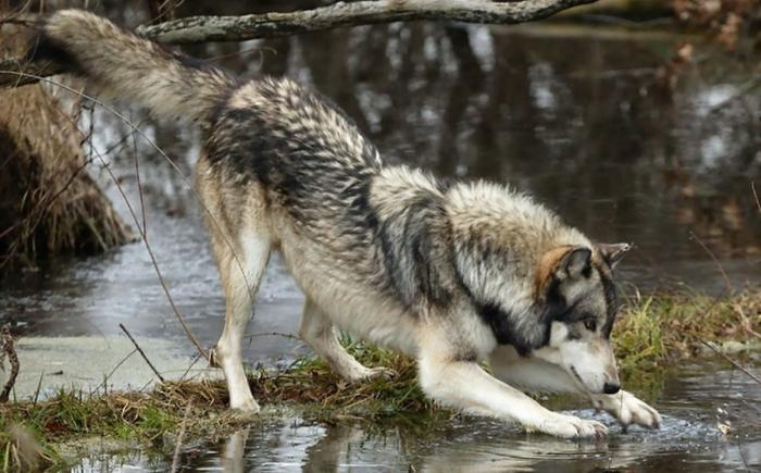 Чернобыльский волк