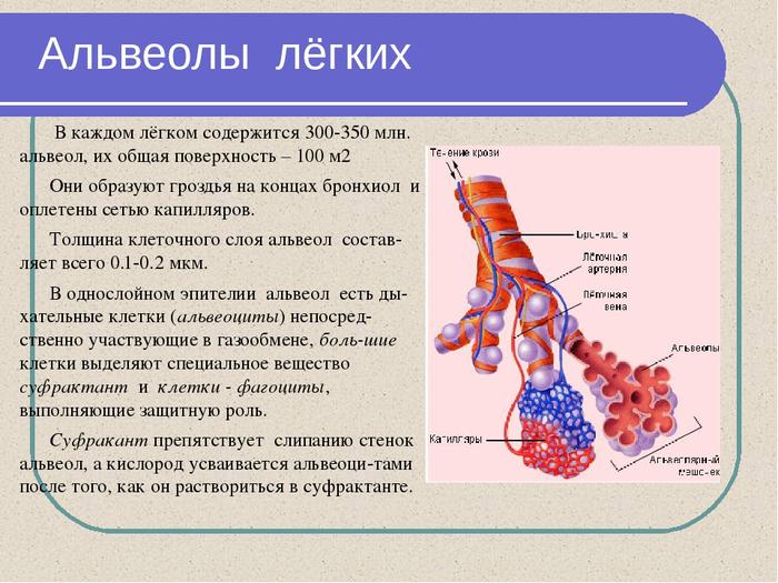 Альвеолы в легких фото