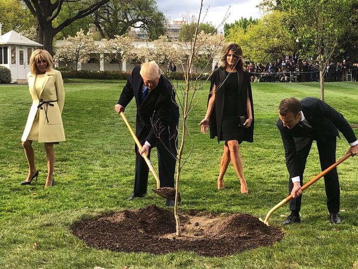 Перхоть Макрона и дерево Трампа