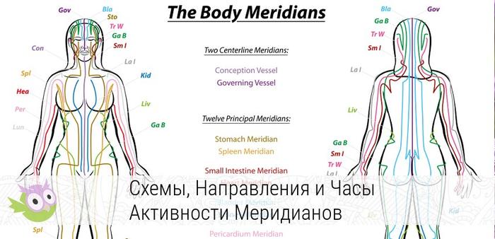 Меридианы на теле человека схема китайская медицина