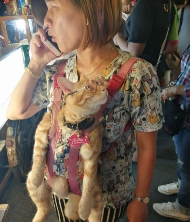 кот вывел хозяйку