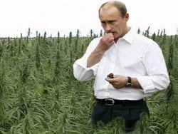 Путин и конопля фото о пользе каши из конопли