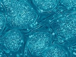 Японские ученые научились перепрограммировать клетки