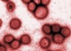 Победят ли ученые грипп?