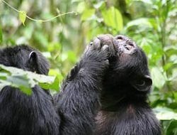 Раскрыта тайна криков шимпанзе во время секса