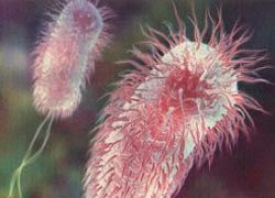Микробиологи изучили плавание бактерий