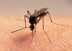 Каждый пятый россиянин боится заразиться ВИЧ от комаров