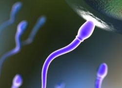 У интеллектуалов сперма лучше