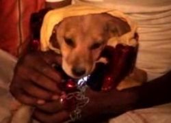 В Индии девочку выдали замуж за собаку, чтобы снять проклятие с семьи