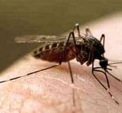Южная Корея вышла на тропу войны с комарами